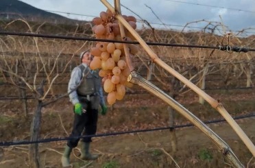 Soğukta budanan bağlardan işçilere tatlı sürpriz 