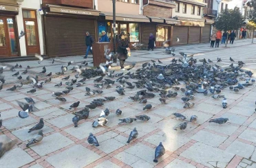 Soğukta üşüyen kuşlar için 5 kilometrelik şefkat yolculuğu 