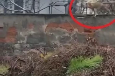 Sokak aralarında gezen tilki dikkat çekti 