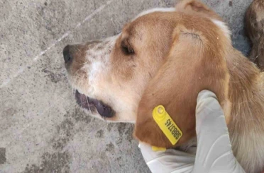 Sokak hayvanlarının kısırlaştırılmasına 7,7 milyon TL ödenek 