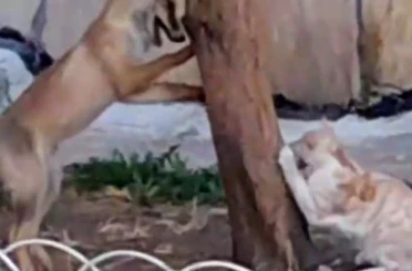 Sokak kedisi ile tilkinin birlikte oyun oynadığını görenlerin yüzlerini güldürdü 