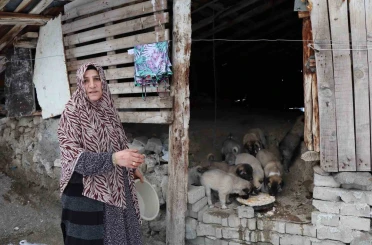 Sokak köpeği 10 yavru doğurdu, sahip çıkan kadın çaresiz kaldı 