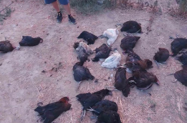 Sokak köpekleri 25 tavuğu telef etti 