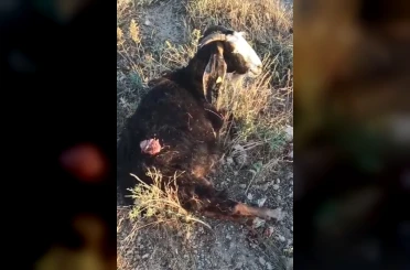 Sokak köpekleri sürüden ayrılan keçiye saldırdı