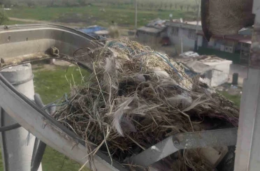 Sokak lambaları kuşlara yuva oldu 