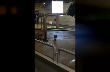 Sokakta gece gezintisi yapan tilki kameraya yakalandı: Kamerayı fark edince bakakaldı 