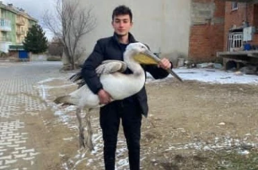 Sokakta gezerken pelikan buldu 