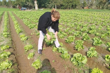 Söke’de gıda güvenliği için marul tarlalarında numune alındı 