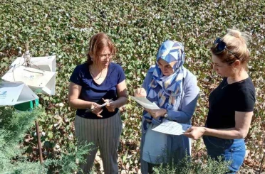 Söke’de pamukta pembekurt zararlısına karşı uyarı 