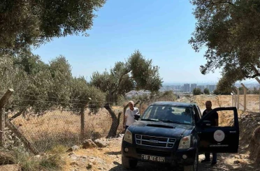Söke’de zeytin rekolte tahmin çalışmaları başladı 