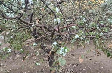 Sonbaharda ağaç çiçek açtı, görenler hayrete düştü 