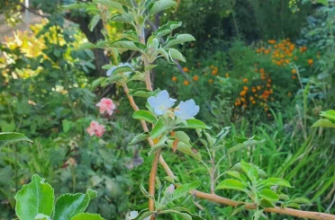 Sonbaharda bahar sürprizi: Elma ağacı çiçek açtı 