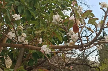 Sonbaharda çiçek açan ağaç görenleri hayrete düşürdü 