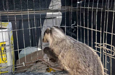 Strese girip psikolojisi bozulan porsuk, tedavi edildi