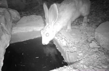 Su içen yaban hayvanları fotokapanla görüntülendi 