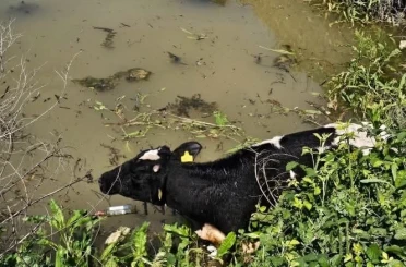Su kanalına düşen inek itfaiye ekipleri tarafından kurtarıldı 