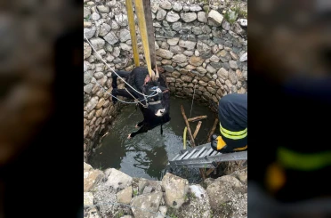 Su kuyusuna düşen inek itfaiye ekiplerince kurtarıldı 