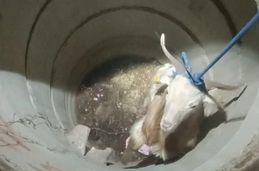 Su kuyusunda mahsur kalan keçiyi itfaiye kurtardı 