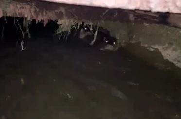 Su samurları sulama kanalında görüntülendi 