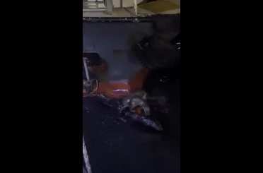 Su samurlarının balık keyfi kamerada 