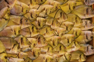 Su Ürünleri Derneği: En güvenilir protein kaynağı sularda 