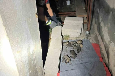 Sulama kanalına düşen anne köpek ve yavrularını itfaiye ekipleri kurtardı 