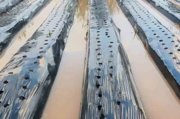 Sultanhisar’da sağanak çilek tarlalarını vurdu 