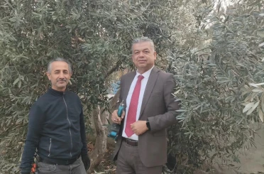 Sultanhisar’da zeytin budama kursu başladı 
