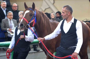 Sultansuyu’nun şampiyon tayları Veliefendi’de rekor fiyatlara satıldı 