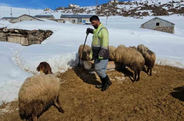 Süphan Dağı’nın eteğinde zorlu hayvancılık 