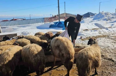 Süphan Dağı’nın eteğinde zorlu hayvancılık mücadelesi 