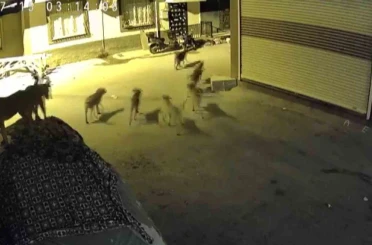 Sürü halindeki köpeklerden korkan kedi, pencere demirine tırmandı 