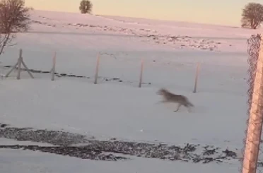 Sürüden ayrılarak mahsur kalan kurt, cep telefonu ile görüntülendi 