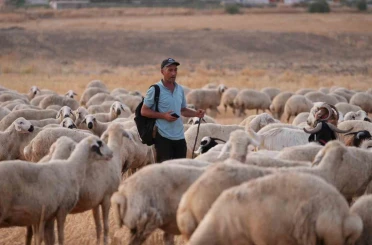 Sürünün içinden ihanet çıktı: Çobanın hırsızlarla kurduğu planı jandarma deşifre etti 