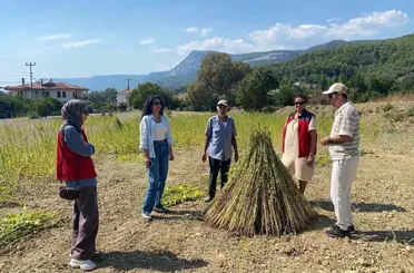 Susam yetiştiriciliğini destekleme projesinde saha kontrolleri başladı
