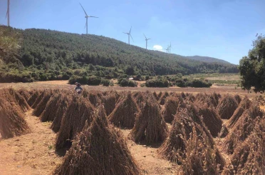 Susamda hasat zamanı yaklaşıyor 