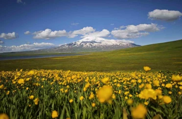 Sütey Yaylası sarı düğün çiçekleriyle renklendi 