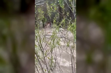 Suya kapılan büyükbaş hayvan telef oldu 