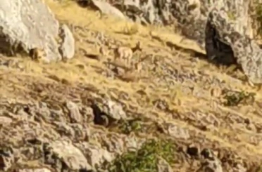 Tarihi Harput Mahallesi’nde dağ keçileri görüldü 