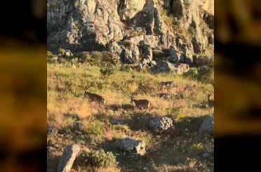 Tarihi Harput’ta dağ keçileri görüldü 