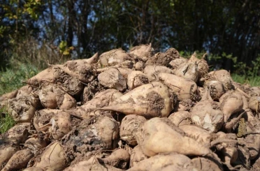Tarım Bakanlığı: "Kuraklık nedeniyle şeker pancarı üretimini kısıtlamayacağız" 