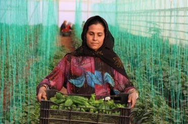 Tarım-GFE yıllık yüzde 34,24 arttı 