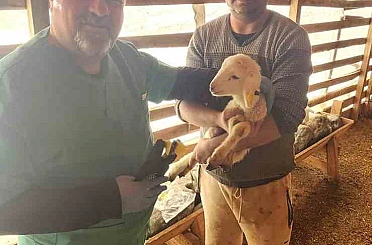 Tarım Müdürlüğü’nden Sazlı’da hayvan sağlığı mesaisi 