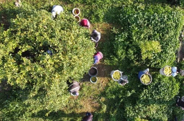 Tarım-ÜFE yıllık yüzde 36,01 arttı 