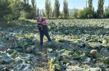 Tarım ürünlerinin tarladaki kalite kontrolleri devam ediyor 