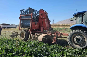 Tarımın kalbi Adilcevaz’da pancar sökümüne başlandı 