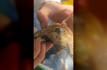 Tarlada boyun kısmına diken batan yavru kaplumbağaya şefkat eli 