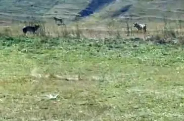 Tarladaki ölü ineğin başına üşüşen kurtlar kamerada
