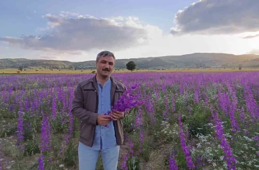 Tarlalar mora boyandı, çiçekler resim tablosunu andırdı 