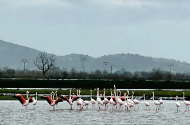 Tarlaları su bastı, flamingolar keyfini sürdü 